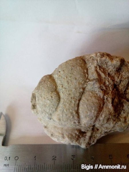 трилобиты, ордовик, Hoplolichas, Дарривильский ярус