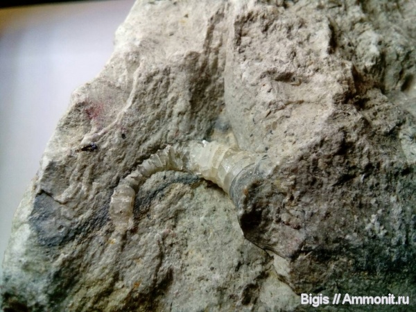 ордовик, наутилоидеи, головоногие моллюски, Tarphycerida