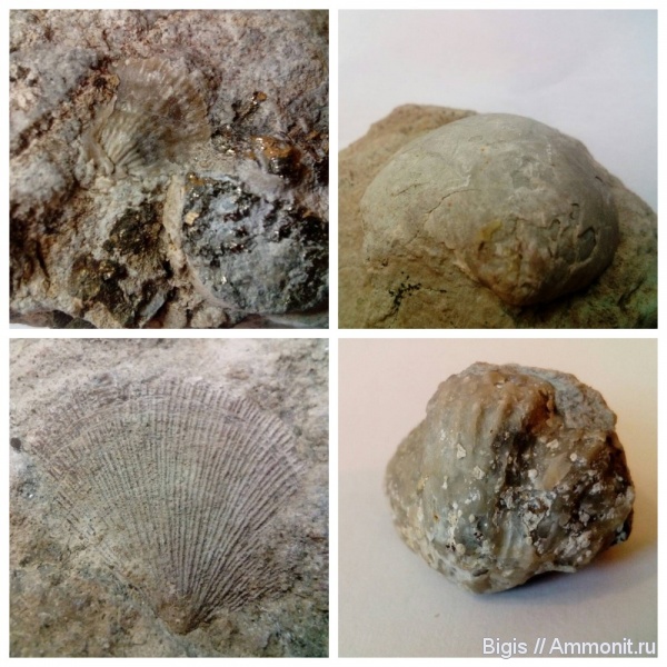 брахиоподы, ордовик, беспозвоночные, Platystrophia, Porambonites, Antigonambonites