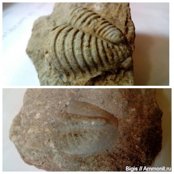 трилобиты, ордовик, Ptychopyge, Phacopina, Chasmops odini, Дарривильский ярус