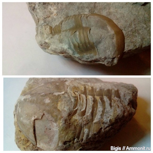 трилобиты, ордовик, Asaphus, Illaenus, Дарривильский ярус