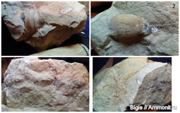 гастроподы, моллюски, силур