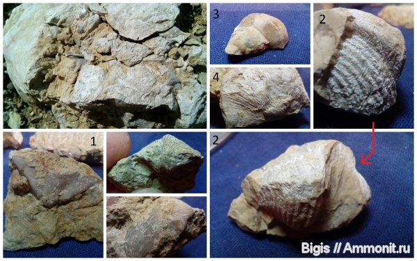 брахиоподы, силур, мшанки, беспозвоночные, Platystrophia