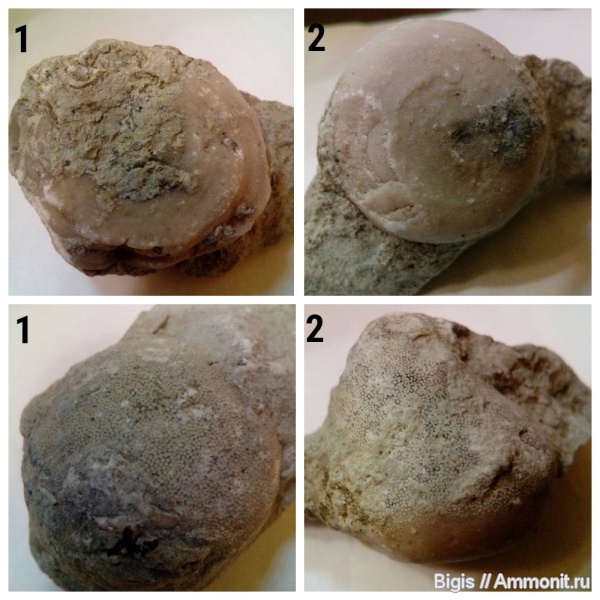 ордовик, мшанки, беспозвоночные, Diplotrypa, Дарривильский ярус