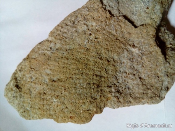 ордовик, Receptaculitidae, Дарривильский ярус