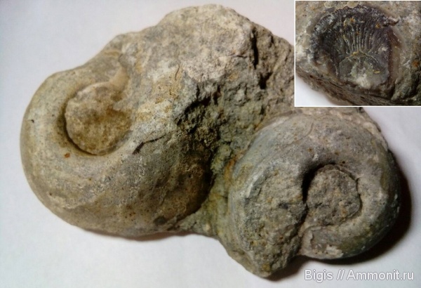 гастроподы, ордовик, Pararaphistoma, Orthisocrania, Дарривильский ярус