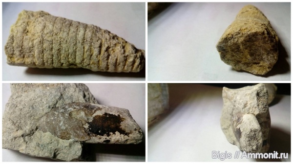 ордовик, наутилоидеи, головоногие моллюски