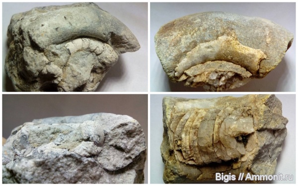 ордовик, наутилоидеи, головоногие моллюски, Estonioceras, тарфицериды