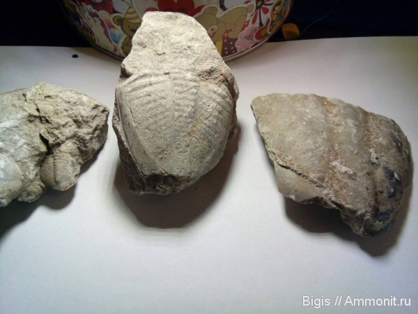 трилобиты, ордовик, Megistaspidella, Ptychopyge