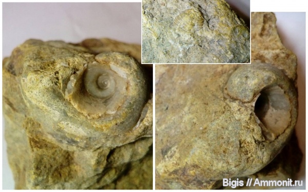 гастроподы, трилобиты, ордовик, Megalomphala, Bellerophontida, Pterygometopidae