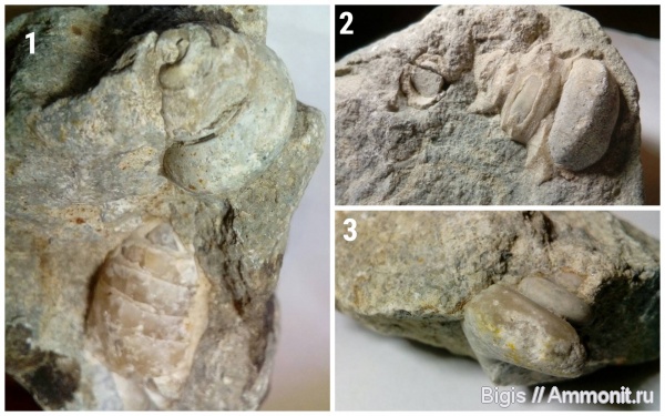 гастроподы, ордовик, Cyclonema, Holopea balticus, Cyclonema rupestre
