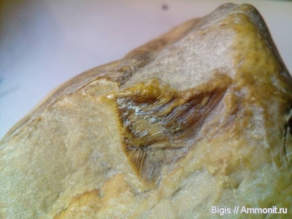 конулярии, Conularia