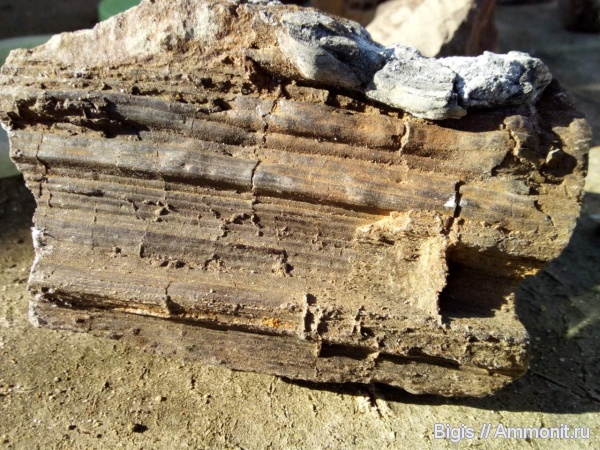 юра, древесина