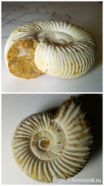 аммониты, Perisphinctes