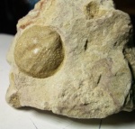 Находка с парковки.