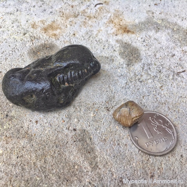 аммониты, брахиоподы