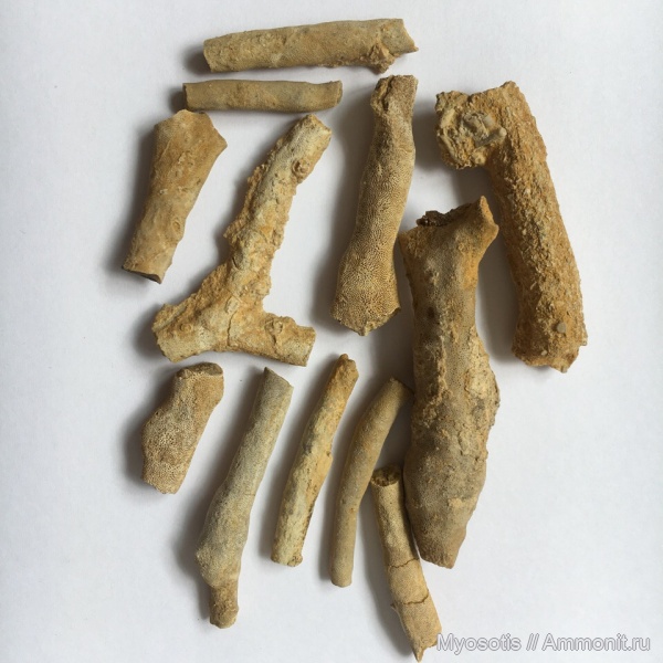 мшанки, Гжель