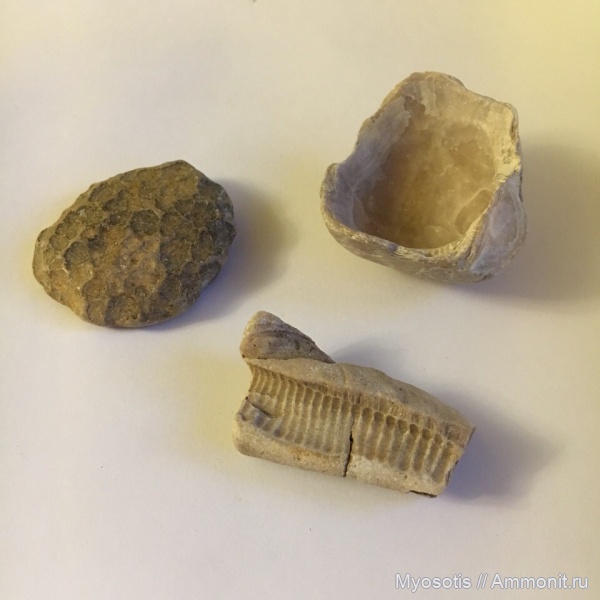 окаменелости, мел, Inoceramus