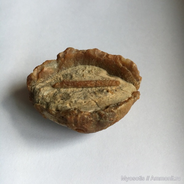 брахиоподы, иглокожие