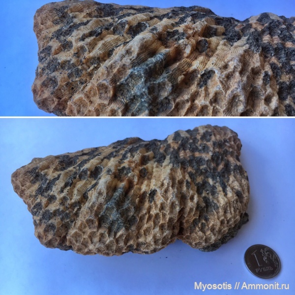 колониальные кораллы, Petalaxis, Rugosa