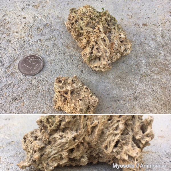 окаменелости