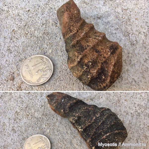 окаменелости