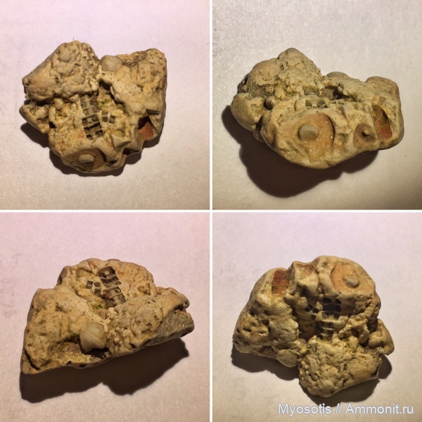 морские лилии, криноидеи