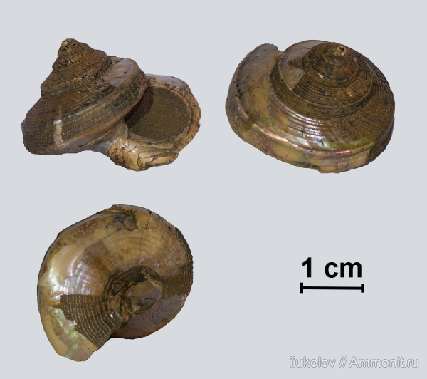 Bathrotomaria muensteri