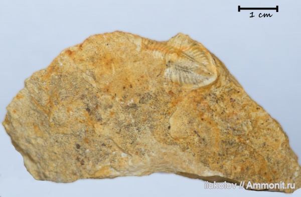 трилобиты, карбон, Ditomopyge mosquensis