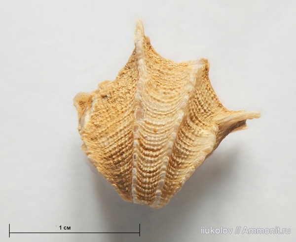 Cheirothyris aculeata