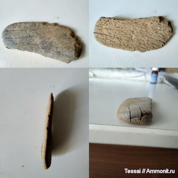 мел, аптский ярус, кости