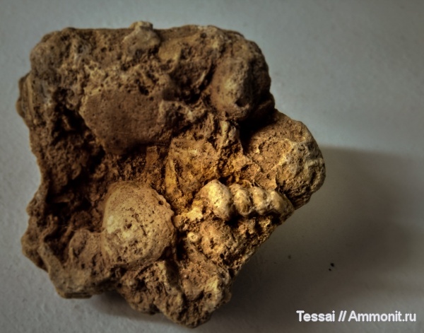 гастроподы, Путилово, морена