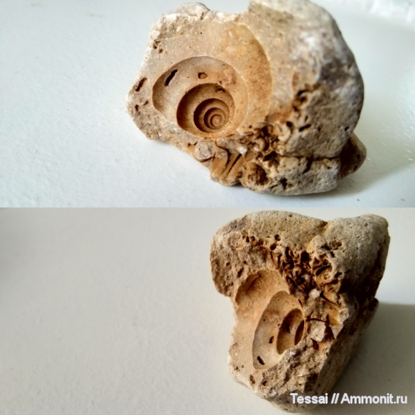 гастроподы, морена, слепок