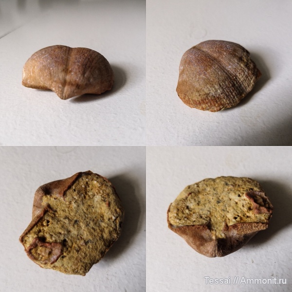 брахиоподы, моллюски, створки