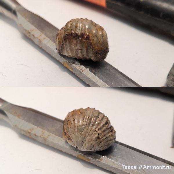 брахиоподы, морена, Митякино