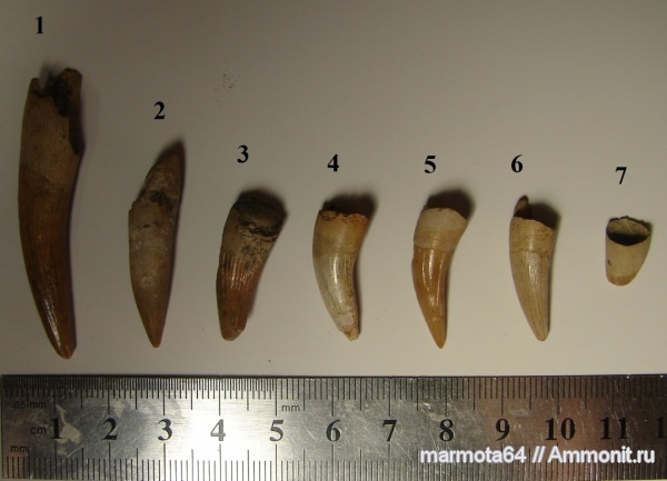 Зубы рыб и рептилий (предположительно Саратовская область)
