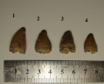 Зубы рептилий (2)