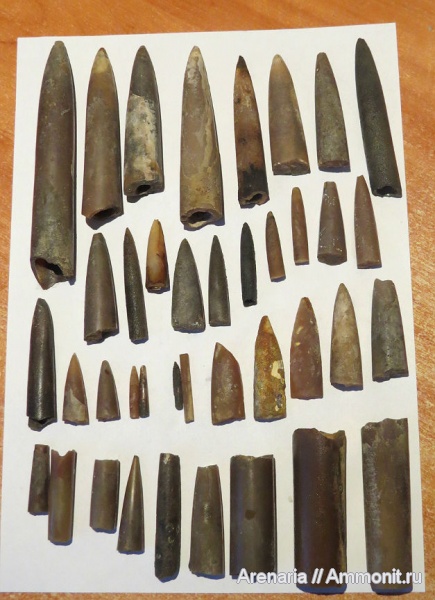 белемниты, михайловский карьер