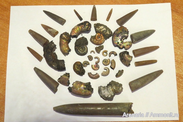 аммониты, белемниты, михайловский карьер