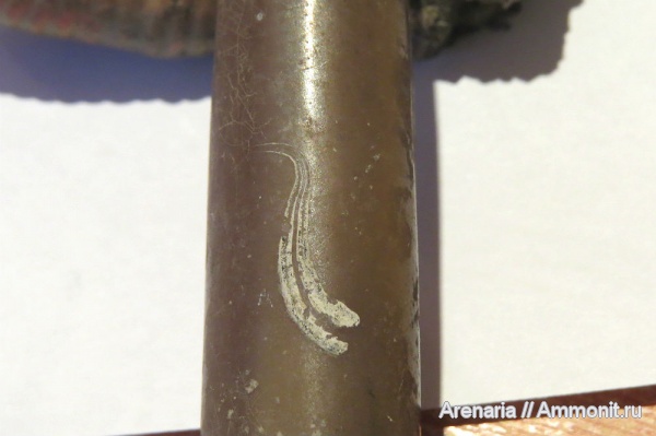 белемниты, Serpula, михайловский карьер