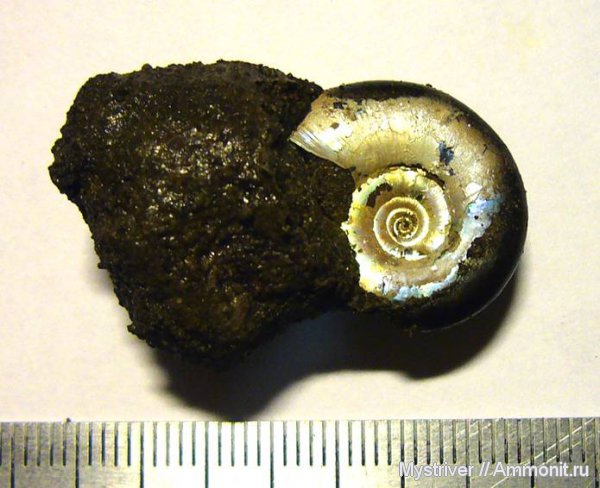 аммониты, Kachpurites, Kachpurites fulgens, устье, Ammonites, Volgian