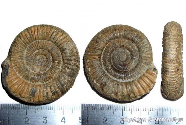 Dactylioceras, Англия, Dorset, uk, Dactylioceratidae