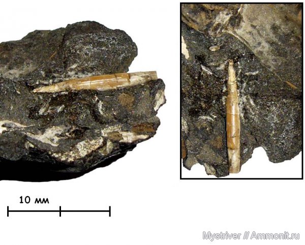 Москворечье, Hibolithes, зона Dorsoplanites panderi, Hibolithes mniovnikensis