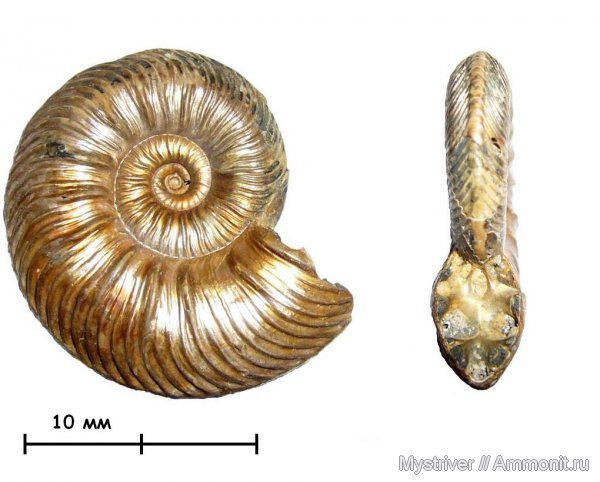 Quenstedtoceras, Дубки, Quenstedtoceras praelamberti