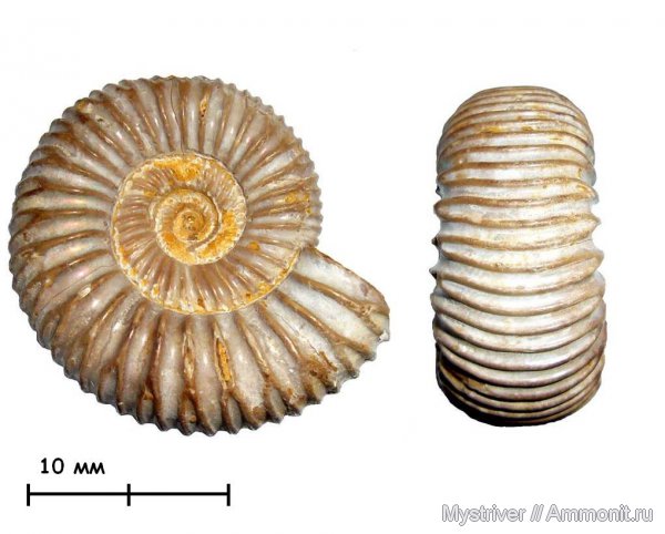 аммониты, юра, оксфорд, Мадагаскар, Perisphinctes, Ammonites, Kranaosphinctes, Oxfordian, Jurassic