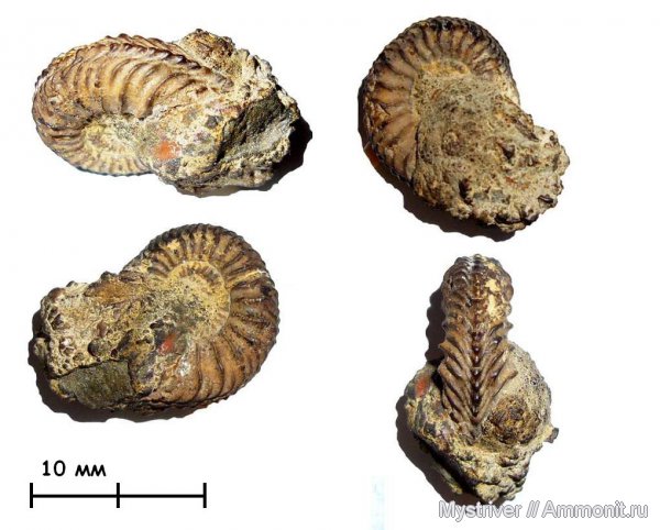аммониты, Cardioceras, оксфорд, р. Шмелевка, Ammonites, Oxfordian