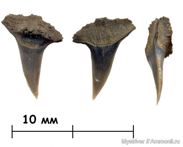 Воскресенск, зубы, акулы, Sphenodus, Лопатинский рудник, Sphenodus stschurowskii, teeth, sharks
