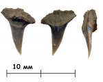 Зуб акулы cf. Sphenodus stschurowskii