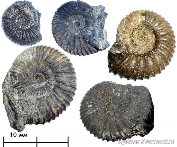 Pavlovia, р. Шмелевка, Pavlovia pavlovi, зона Dorsoplanites panderi