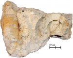 Mooreoceras sp. и отпечаток гастроподы Euomphalus sp.
